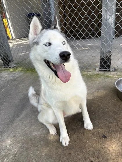 An adult medium-sized female Siberian Husky dog named Soy Bean for adoption in Gainesville, FL