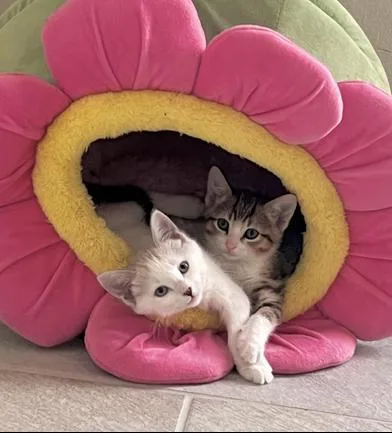 A baby small-sized male Flame Point Siamese cat named Apollo & Artemis for adoption in Liverpool, TX