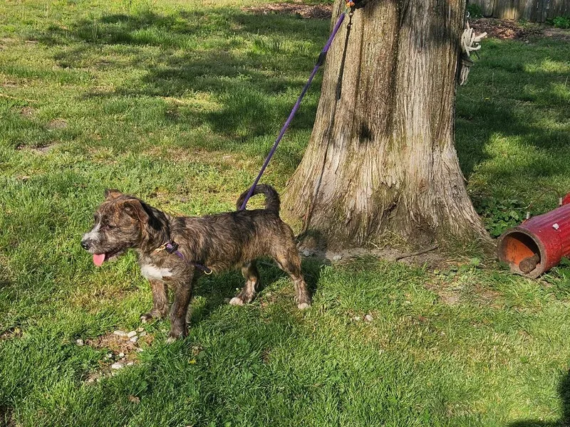 A young medium-sized male Terrier dog named Scrappy for adoption in Vineland, NJ