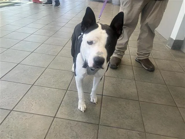 A young medium-sized male American Staffordshire Terrier dog named Atticus for adoption in San Antonio, TX