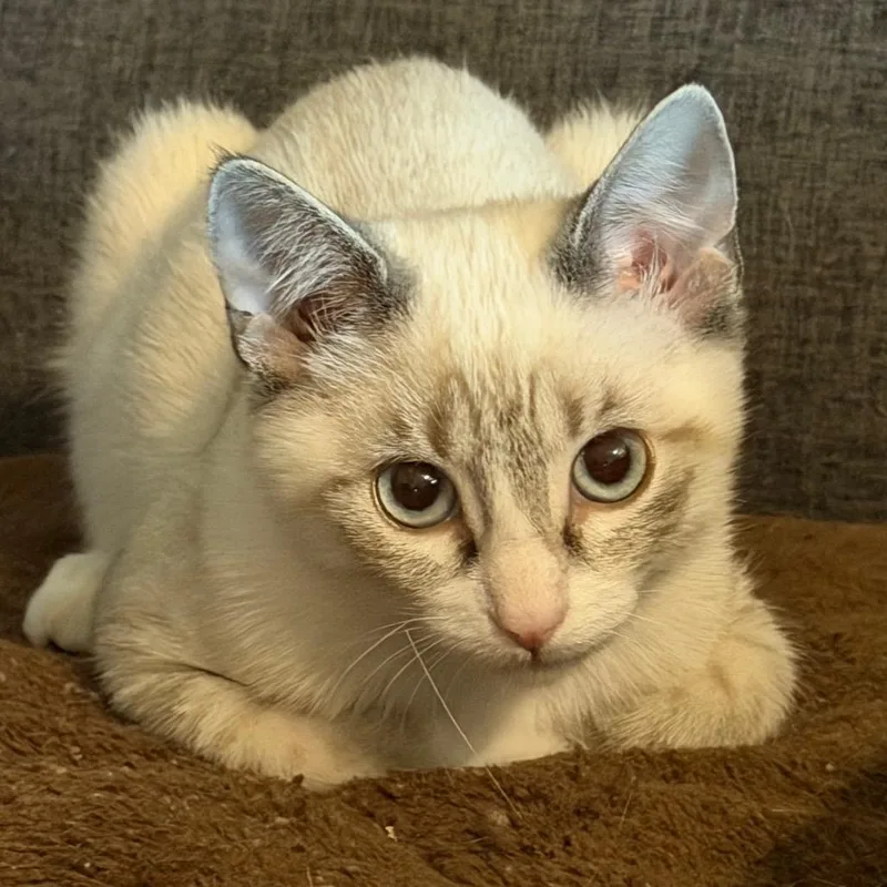 A baby small-sized male Siamese cat named Ollie for adoption in Brighton, MO