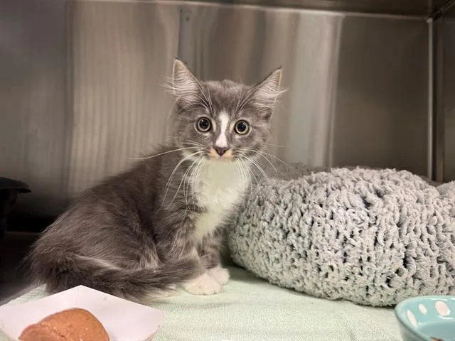 A young small-sized male Domestic Medium Hair cat named Toulouse for adoption in Santa Monica, CA