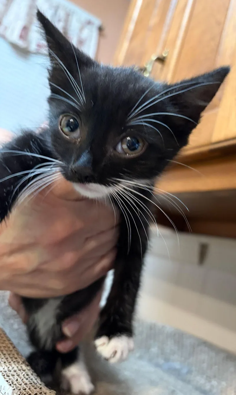 A baby medium-sized male Domestic Short Hair cat named Oscar COMING SOON for adoption in East Hartford , CT