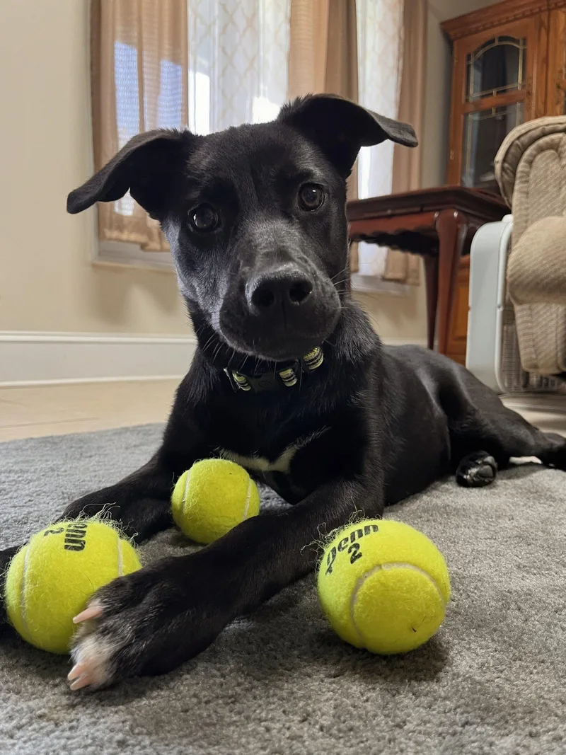 A baby small-sized female Black Labrador Retriever dog named Lexi for adoption in Leesburg, AL