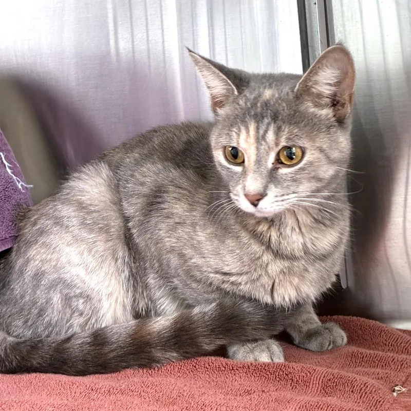 An adult medium-sized female Cream / Ivory Domestic Short Hair cat named Libby for adoption in Skokie, IL