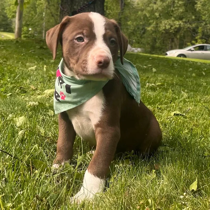 A baby medium-sized male Brown / Chocolate Bull Terrier dog named Sleepy for adoption in Greensburg, PA