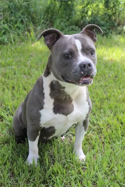 An adult medium-sized female Pit Bull Terrier dog named July for adoption in Port Allen, LA