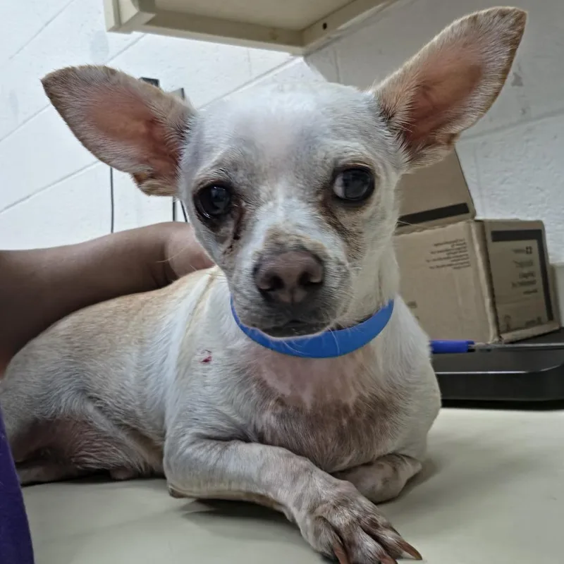 An adult small-sized male White / Cream Chihuahua dog named Whitey for adoption in Ardmore, OK