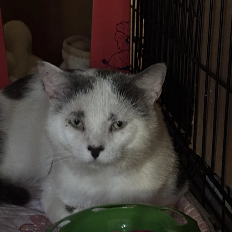 An adult medium-sized male Gray & White Domestic Short Hair cat named Dominic for adoption in Pittsburgh, PA