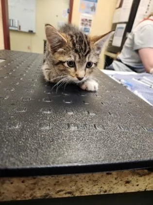 A baby small-sized male Domestic Short Hair cat named Randy for adoption in Independence, MO
