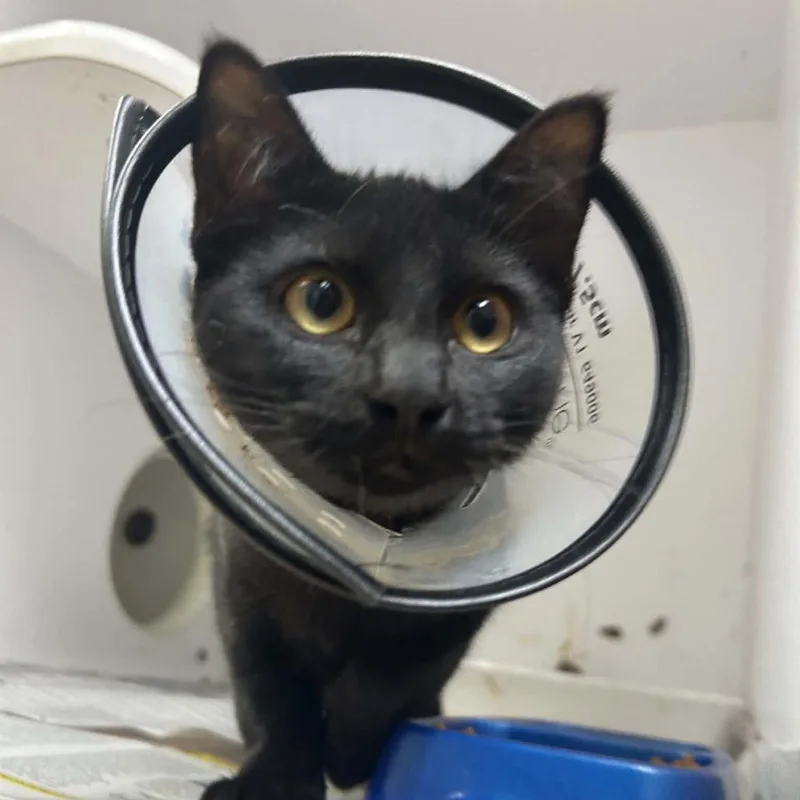 A baby medium-sized female Black Domestic Short Hair cat named Opal for adoption in Tyler, TX
