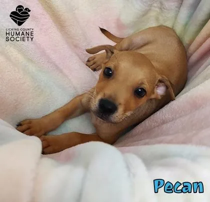 A baby small-sized male Labrador Retriever dog named Pecan for adoption in Heath, OH