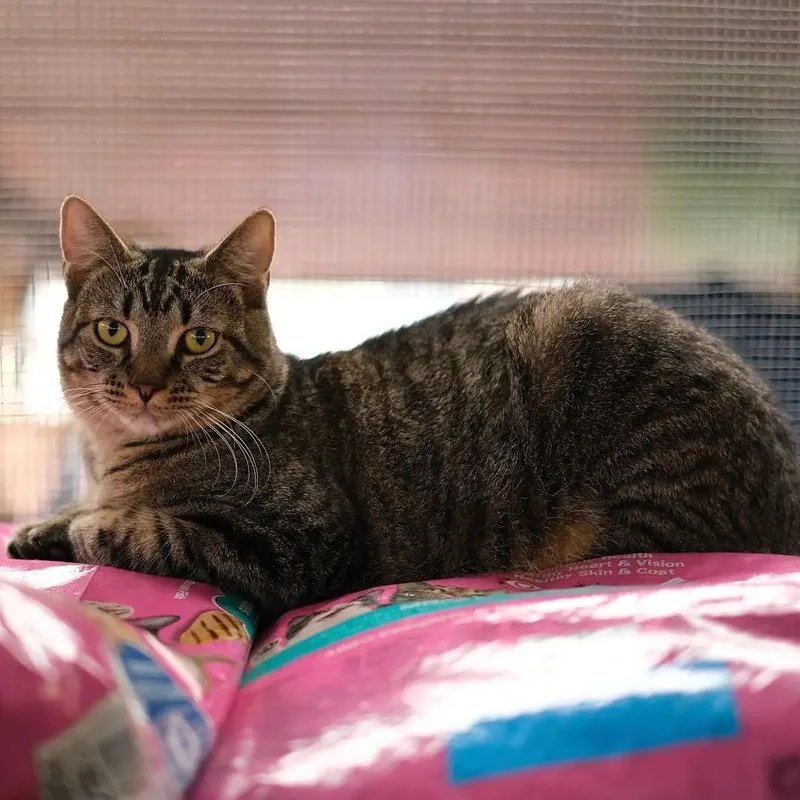 A baby medium-sized female Tabby (Brown / Chocolate) Tabby cat named Bell for adoption in Miami, FL