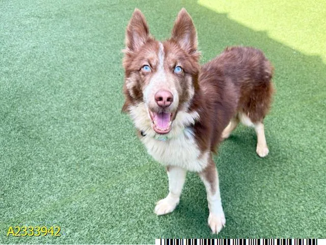 A young medium-sized male Mixed Breed dog named Zoolander for adoption in West Palm Beach, FL