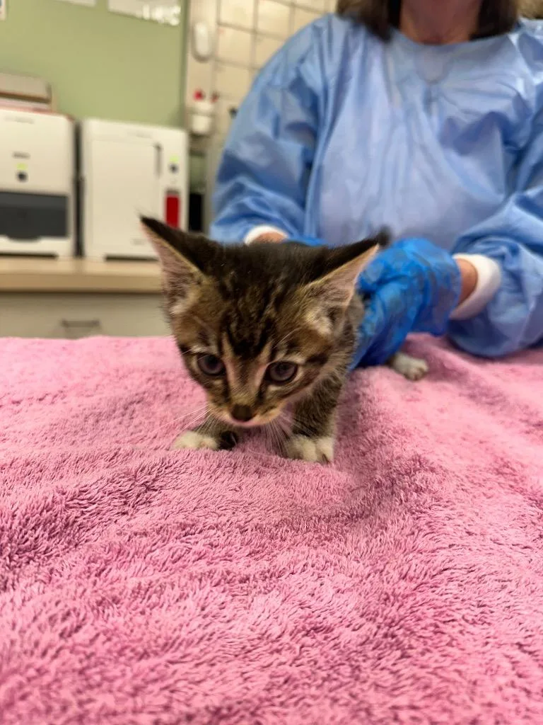 A baby small-sized male Domestic Short Hair cat named Vecna for adoption in Waverly, NY