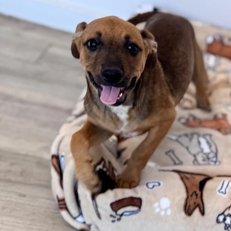 A baby medium-sized female Brown / Chocolate Mixed Breed dog named Delta for adoption in Green Bay, WI