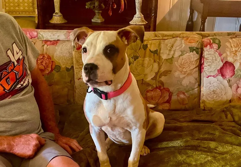 A baby medium-sized female Apricot / Beige Pit Bull Terrier dog named Zina for adoption in Covington, TN