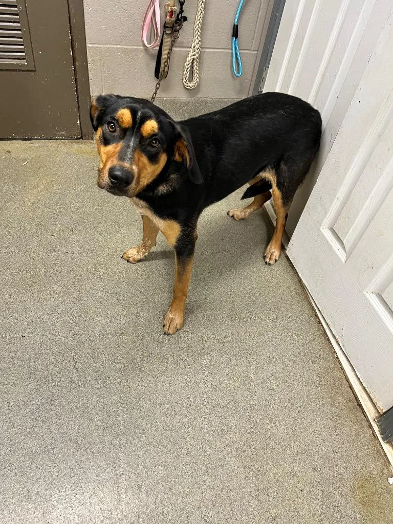 A young large-sized female Hound dog named Roxie for adoption in Hopkinsville, KY