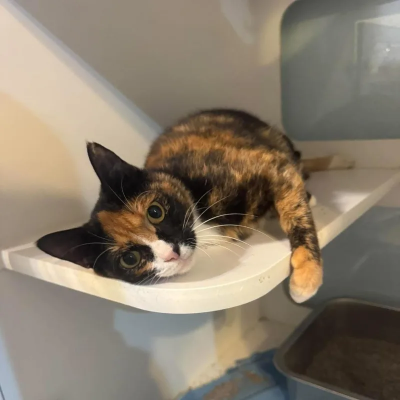 An adult small-sized female Calico Domestic Medium Hair cat named Truffles for adoption in Seminole, FL