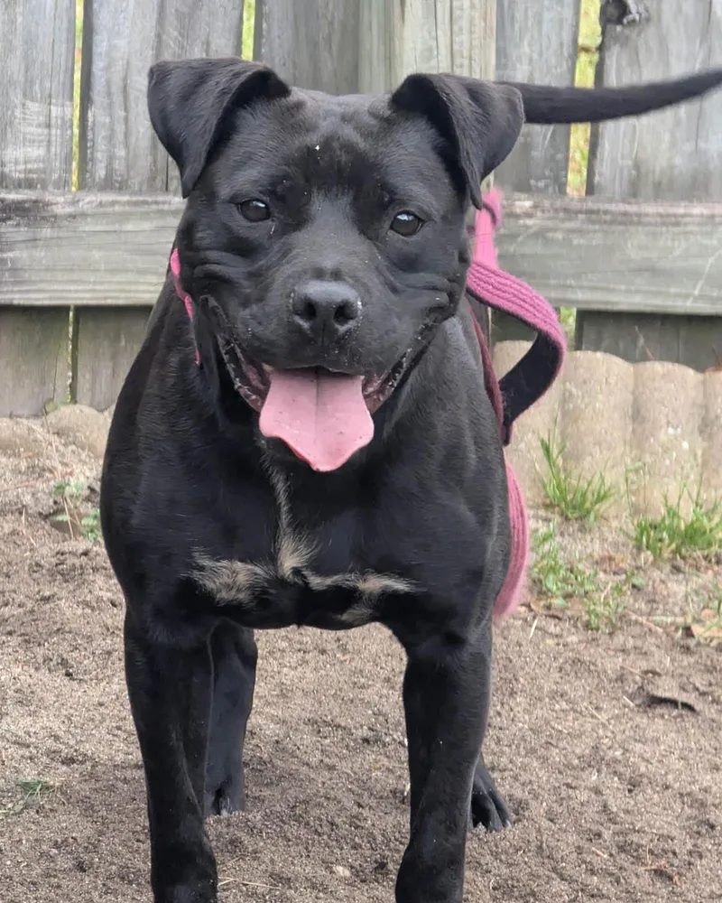 An adult medium-sized female Black Black Labrador Retriever dog named Bebe for adoption in Lake Wylie, SC