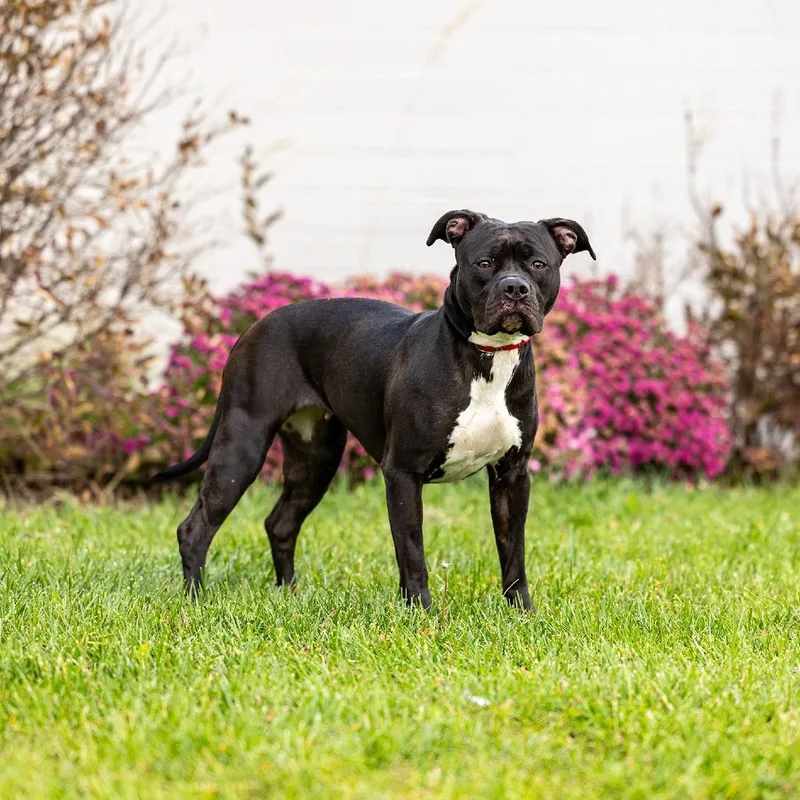 An adult medium-sized female Black Pit Bull Terrier dog named Veda for adoption in Council Bluffs, IA