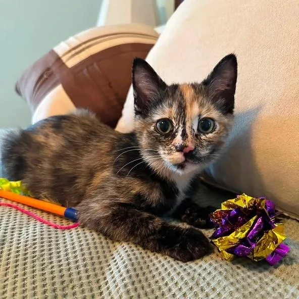 A baby small-sized female Tortoiseshell Domestic Short Hair cat named Mirabel for adoption in Sweetwater, TN