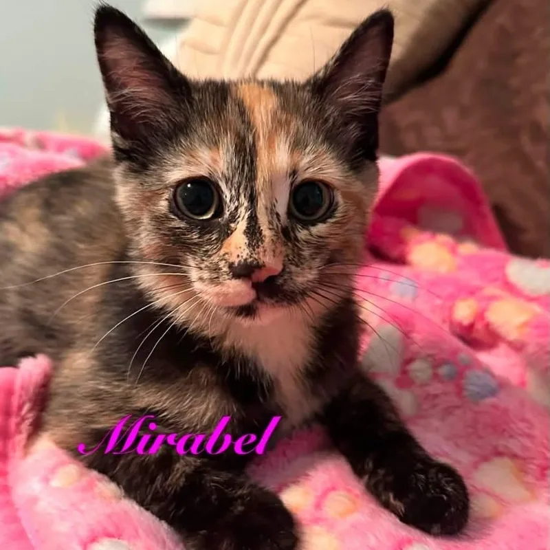 Mirabel thumbnail 2