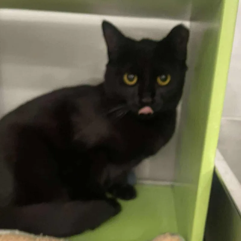 A young medium-sized female Black Bombay cat named Misty for adoption in Wyandotte, MI