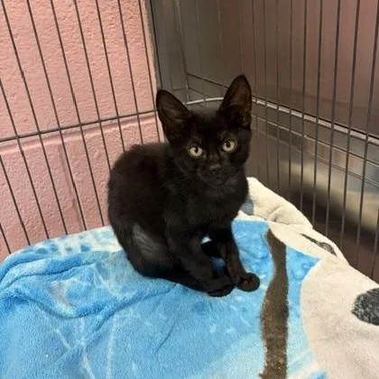 A baby medium-sized female Black Domestic Short Hair cat named Vampurrina for adoption in Allen, TX
