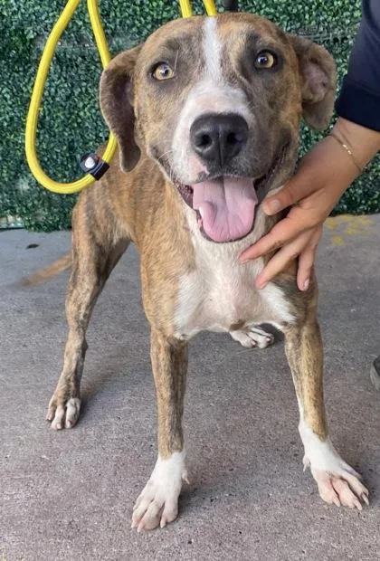 An adult medium-sized female Brindle Pit Bull Terrier dog named Panini for adoption in El Paso, TX