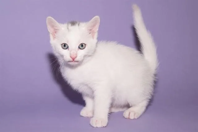 A baby small-sized male Domestic Short Hair cat named Parm for adoption in Santa Monica, CA