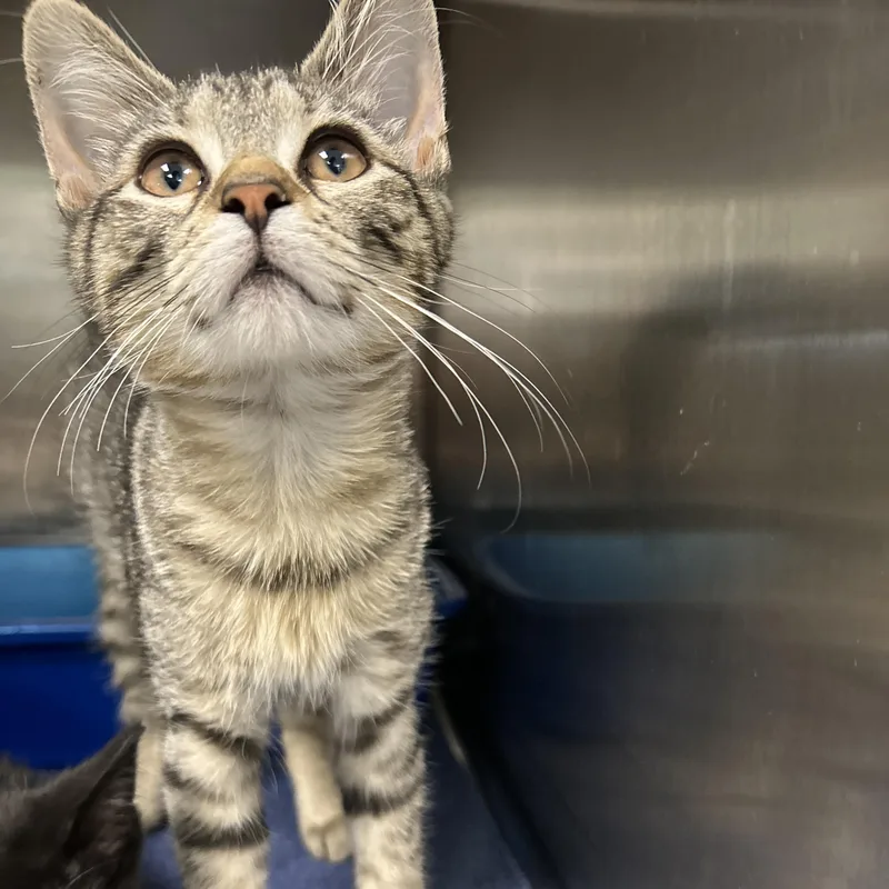 A baby medium-sized female Tabby (Brown / Chocolate) Domestic Short Hair cat named EKat  of for adoption in La Grange Park, IL