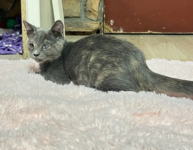 A baby small-sized female Blue Cream Dilute Tortoiseshell cat named Dottie for adoption in Mesa, AZ