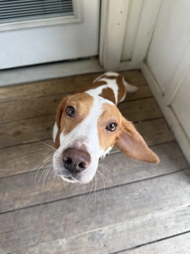 An adult medium-sized male Beagle dog named Jude for adoption in Tomball, TX