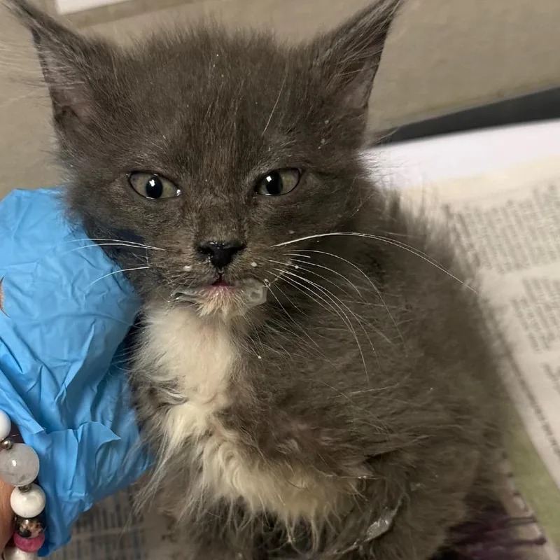 A baby small-sized female Gray / Blue / Silver Domestic Short Hair cat named Lavender for adoption in Yuma, AZ