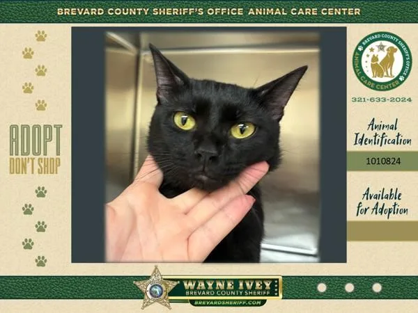 A young small-sized male Domestic Short Hair cat named Colonel Sanders for adoption in Melbourne, FL