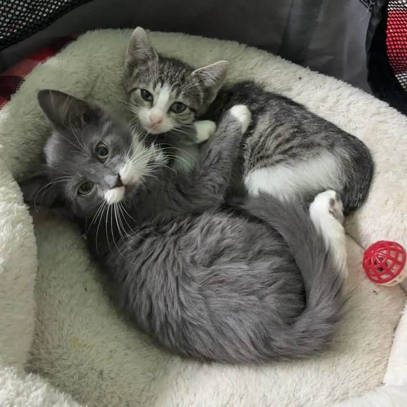 A baby small-sized female Domestic Medium Hair cat named Agnes RJ for adoption in Columbia, MO