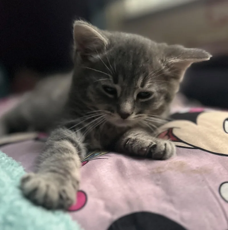 A baby medium-sized female Tabby (Gray / Blue / Silver) Domestic Short Hair cat named Snow White for adoption in Cleveland, OH