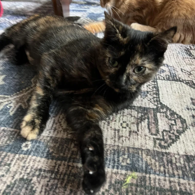 A young medium-sized female Tortoiseshell Domestic Short Hair cat named Sesame for adoption in Pittsburgh, PA