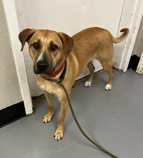 An adult large-sized female Black Mouth Cur dog named Hayley for adoption in Phoenix, OR