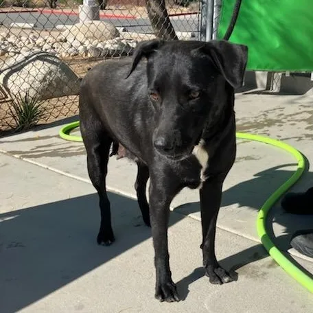 A young large-sized female Black Labrador Retriever dog named Fuego for adoption in Yucca Valley, CA