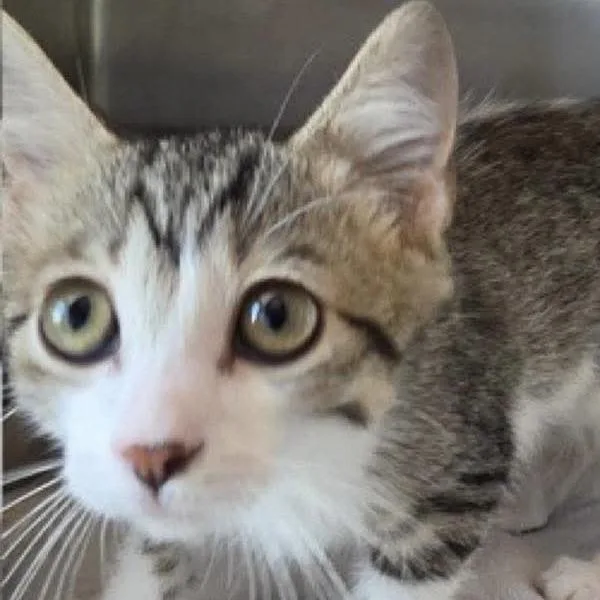 A baby small-sized female White Domestic Short Hair cat named Grace for adoption in Coralville, IA
