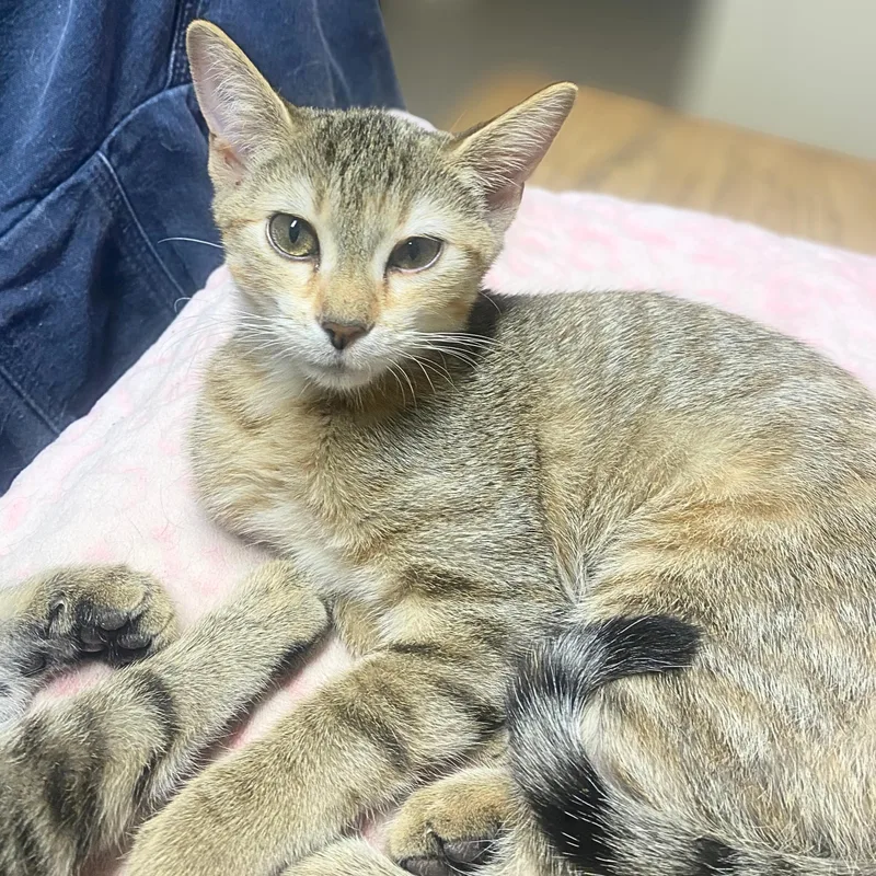 A baby medium-sized female Tabby (Brown / Chocolate) Domestic Short Hair cat named Sahara for adoption in Austin, TX
