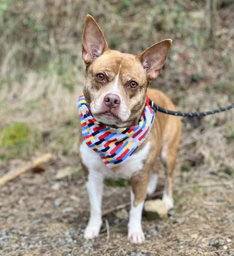 An adult medium-sized female Mixed Breed dog named Calypso for adoption in Ellijay, GA