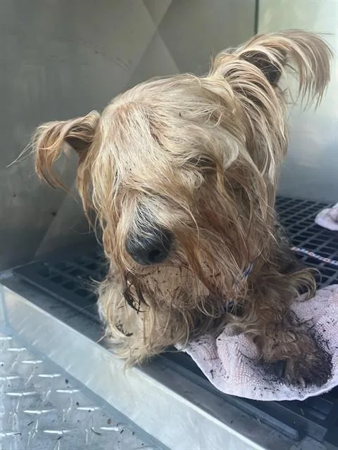 An adult small-sized male Mixed Breed dog named Fruit Loop for adoption in Dallas, TX