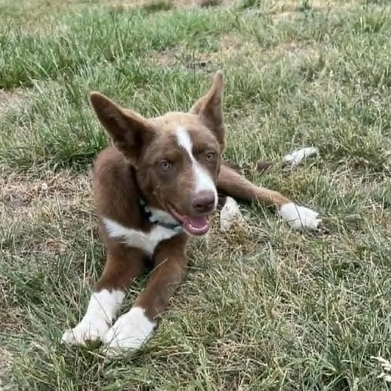 A baby medium-sized male Brown / Chocolate Border Collie dog named Red Boy for adoption in Beulaville, NC