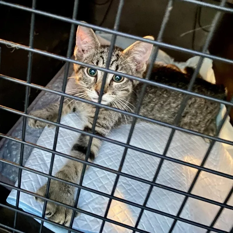 A baby small-sized female Brown / Chocolate Extra-Toes Cat / Hemingway Polydactyl cat named Larkin for adoption in Jupiter, FL
