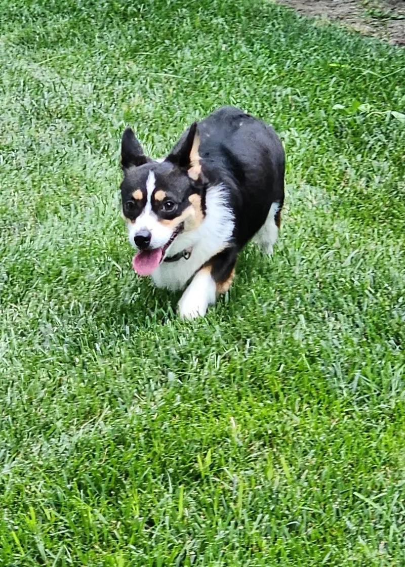 A young small-sized female Tricolor (Brown, Black, & White) Corgi dog named Echo for adoption in Dyer, IN