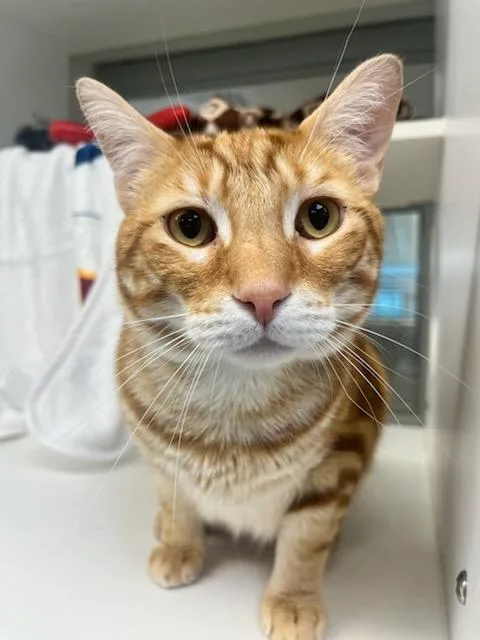 An adult medium-sized male Tabby (Orange / Red) Domestic Short Hair cat named Dozer for adoption in Manassas, VA