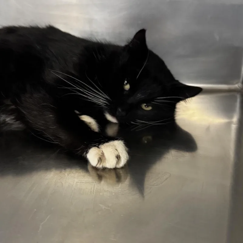 A senior large-sized male Black Domestic Short Hair cat named Mylo for adoption in St Joseph, MO